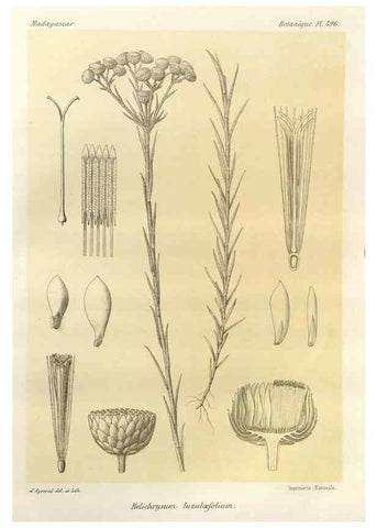 Reproducción/Reproduction 49785588783: Histoire physique, naturelle, et politique de Madagascar. Paris :Impr. nationale,1885-. 