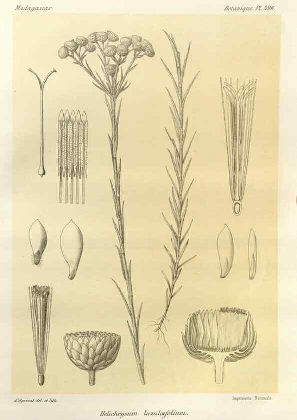 Reproducción/Reproduction 49785588783: Histoire physique, naturelle, et politique de Madagascar. Paris :Impr. nationale,1885-. 
