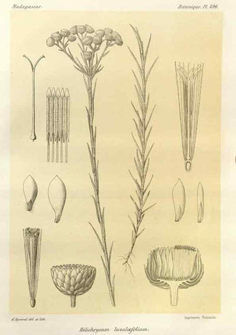 Reproducción/Reproduction 49785588783: Histoire physique, naturelle, et politique de Madagascar. Paris :Impr. nationale,1885-. 
