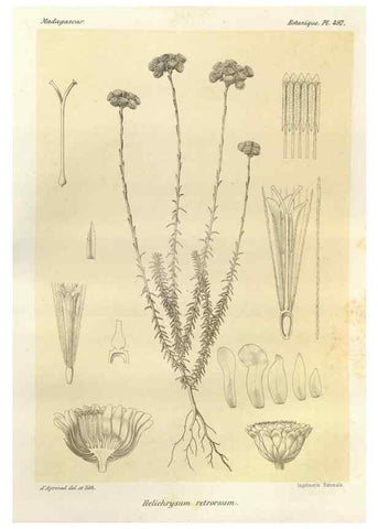 Reproducción/Reproduction 49786128051: Histoire physique, naturelle, et politique de Madagascar. Paris :Impr. nationale,1885-. 