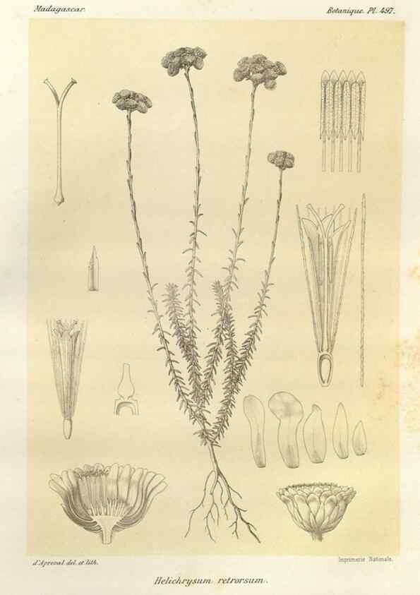 Reproducción/Reproduction 49786128051: Histoire physique, naturelle, et politique de Madagascar. Paris :Impr. nationale,1885-. 