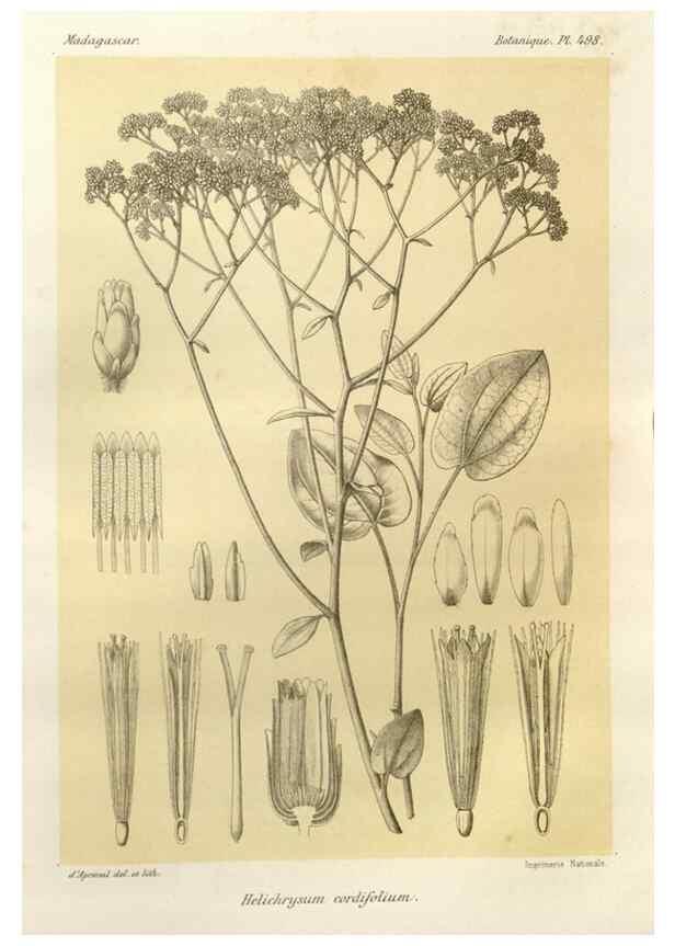 Reproducción/Reproduction 49786447622: Histoire physique, naturelle, et politique de Madagascar. Paris :Impr. nationale,1885-. 