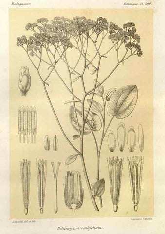 Reproducción/Reproduction 49786447622: Histoire physique, naturelle, et politique de Madagascar. Paris :Impr. nationale,1885-. 