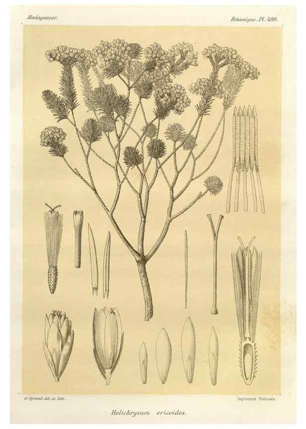 Reproducción/Reproduction 49786447917: Histoire physique, naturelle, et politique de Madagascar. Paris :Impr. nationale,1885-. 