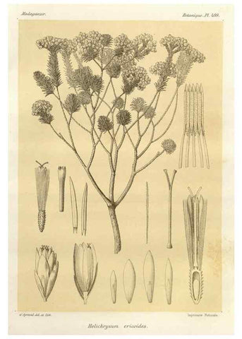 Reproducción/Reproduction 49786447917: Histoire physique, naturelle, et politique de Madagascar. Paris :Impr. nationale,1885-. 