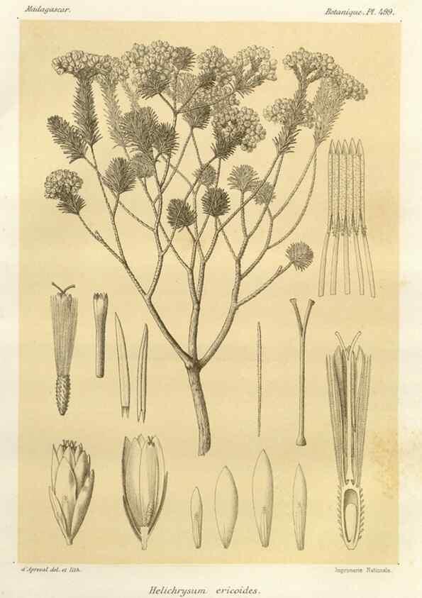 Reproducción/Reproduction 49786447917: Histoire physique, naturelle, et politique de Madagascar. Paris :Impr. nationale,1885-. 