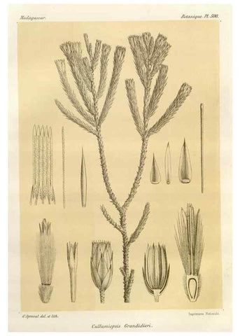 Reproducción/Reproduction 49786128851: Histoire physique, naturelle, et politique de Madagascar. Paris :Impr. nationale,1885-. 