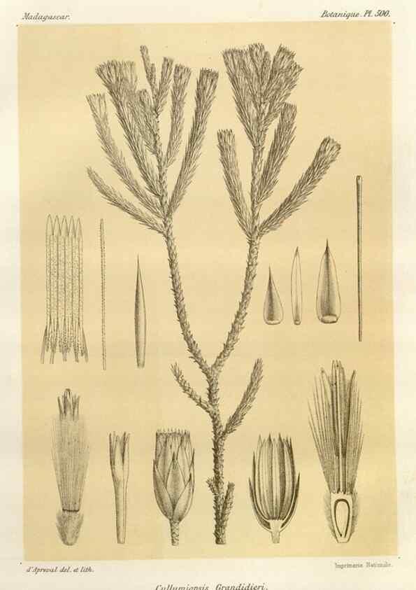 Reproducción/Reproduction 49786128851: Histoire physique, naturelle, et politique de Madagascar. Paris :Impr. nationale,1885-. 