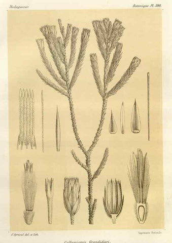 Reproducción/Reproduction 49786128851: Histoire physique, naturelle, et politique de Madagascar. Paris :Impr. nationale,1885-. 