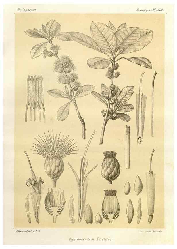 Reproducción/Reproduction 49786129291: Histoire physique, naturelle, et politique de Madagascar. Paris :Impr. nationale,1885-. 