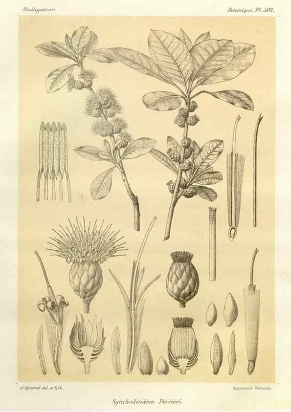 Reproducción/Reproduction 49786129291: Histoire physique, naturelle, et politique de Madagascar. Paris :Impr. nationale,1885-. 