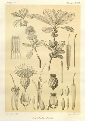Reproducción/Reproduction 49786129291: Histoire physique, naturelle, et politique de Madagascar. Paris :Impr. nationale,1885-. 
