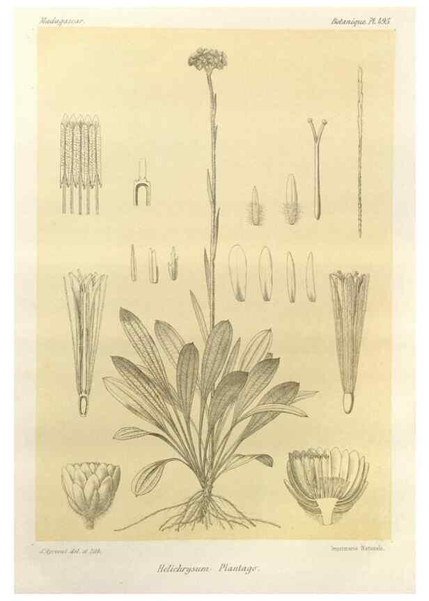 Reproducción/Reproduction 49786127581: Histoire physique, naturelle, et politique de Madagascar. Paris :Impr. nationale,1885-. 