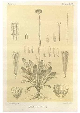 Reproducción/Reproduction 49786127581: Histoire physique, naturelle, et politique de Madagascar. Paris :Impr. nationale,1885-. 