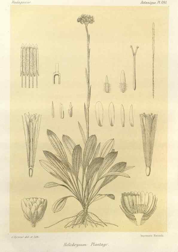 Reproducción/Reproduction 49786127581: Histoire physique, naturelle, et politique de Madagascar. Paris :Impr. nationale,1885-. 