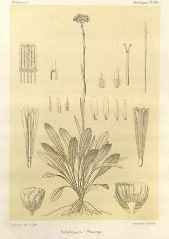 Reproducción/Reproduction 49786127581: Histoire physique, naturelle, et politique de Madagascar. Paris :Impr. nationale,1885-. 