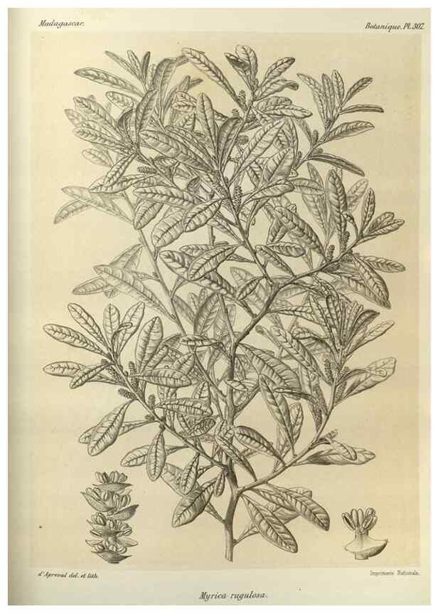 Reproducción/Reproduction 49785505138: Histoire physique, naturelle, et politique de Madagascar. Paris :Impr. nationale,1885-. 