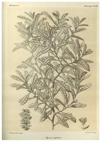 Reproducción/Reproduction 49785505138: Histoire physique, naturelle, et politique de Madagascar. Paris :Impr. nationale,1885-. 