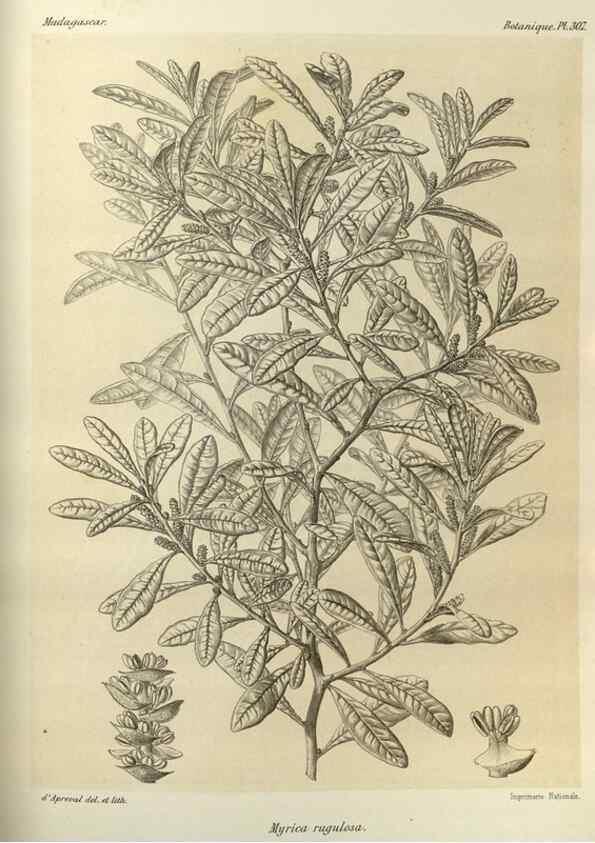 Reproducción/Reproduction 49785505138: Histoire physique, naturelle, et politique de Madagascar. Paris :Impr. nationale,1885-. 