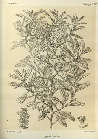 Reproducción/Reproduction 49785505138: Histoire physique, naturelle, et politique de Madagascar. Paris :Impr. nationale,1885-. 
