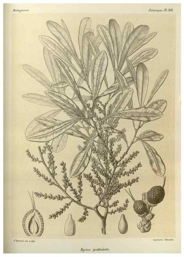 Reproducción/Reproduction 49786043031: Histoire physique, naturelle, et politique de Madagascar. Paris :Impr. nationale,1885-. 