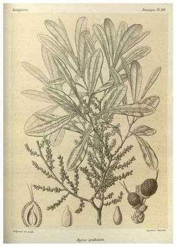 Reproducción/Reproduction 49786043031: Histoire physique, naturelle, et politique de Madagascar. Paris :Impr. nationale,1885-. 