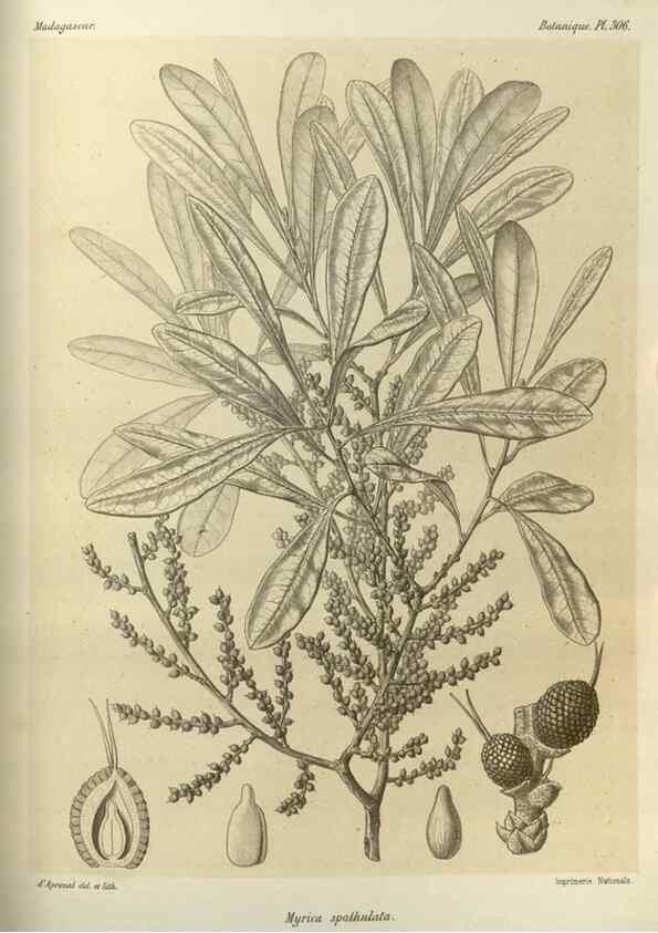 Reproducción/Reproduction 49786043031: Histoire physique, naturelle, et politique de Madagascar. Paris :Impr. nationale,1885-. 
