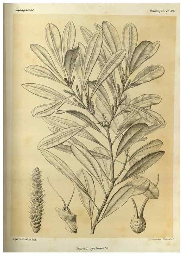 Reproducción/Reproduction 49785504593: Histoire physique, naturelle, et politique de Madagascar. Paris :Impr. nationale,1885-. 
