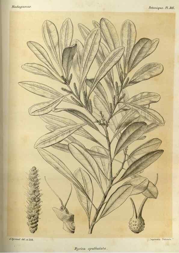 Reproducción/Reproduction 49785504593: Histoire physique, naturelle, et politique de Madagascar. Paris :Impr. nationale,1885-. 
