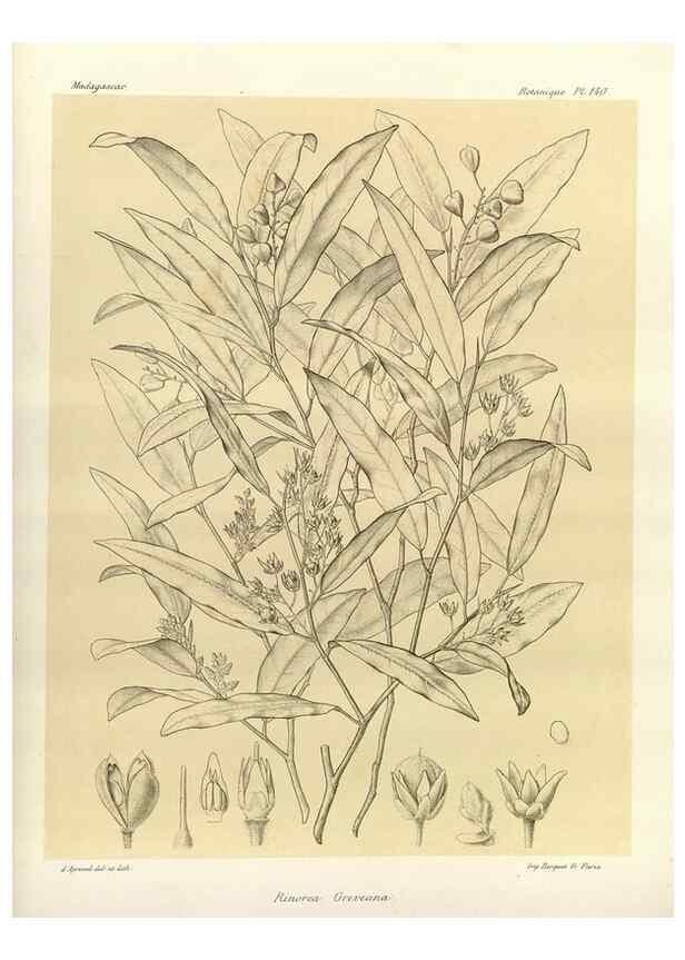 Reproducción/Reproduction 49786221887: Histoire physique, naturelle, et politique de Madagascar. Paris :Impr. nationale,1885-. 