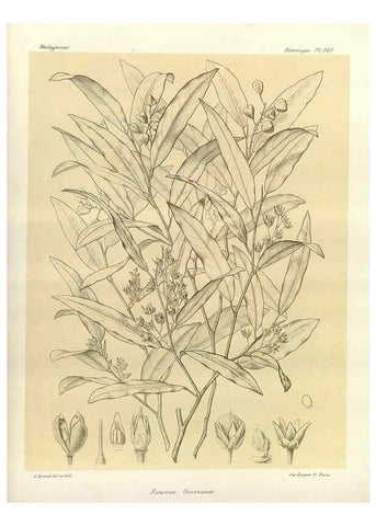 Reproducción/Reproduction 49786221887: Histoire physique, naturelle, et politique de Madagascar. Paris :Impr. nationale,1885-. 