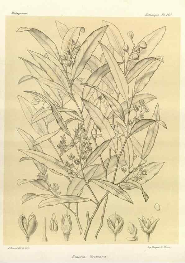 Reproducción/Reproduction 49786221887: Histoire physique, naturelle, et politique de Madagascar. Paris :Impr. nationale,1885-. 