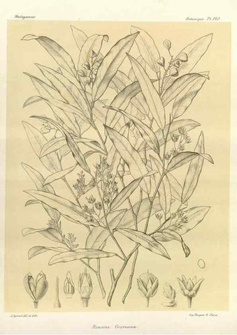 Reproducción/Reproduction 49786221887: Histoire physique, naturelle, et politique de Madagascar. Paris :Impr. nationale,1885-. 