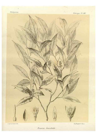 Reproducción/Reproduction 49785363118: Histoire physique, naturelle, et politique de Madagascar. Paris :Impr. nationale,1885-. 
