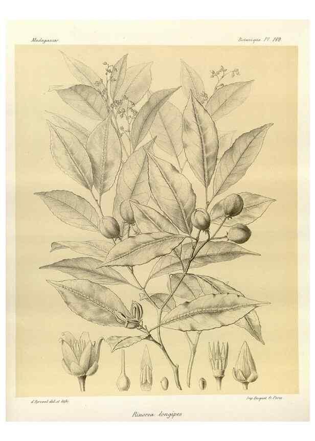 Reproducción/Reproduction 49785363398: Histoire physique, naturelle, et politique de Madagascar. Paris :Impr. nationale,1885-. 