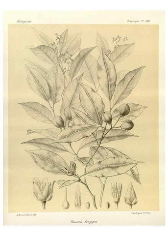 Reproducción/Reproduction 49785363398: Histoire physique, naturelle, et politique de Madagascar. Paris :Impr. nationale,1885-. 