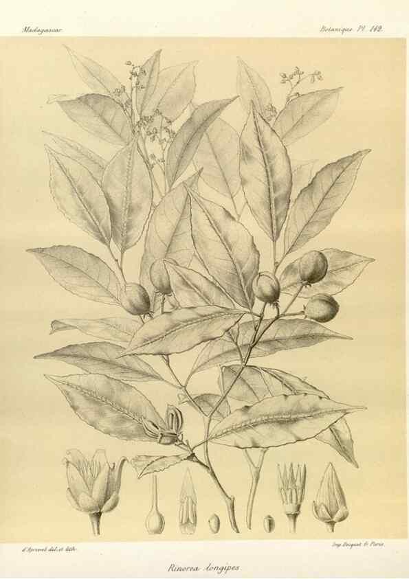 Reproducción/Reproduction 49785363398: Histoire physique, naturelle, et politique de Madagascar. Paris :Impr. nationale,1885-. 