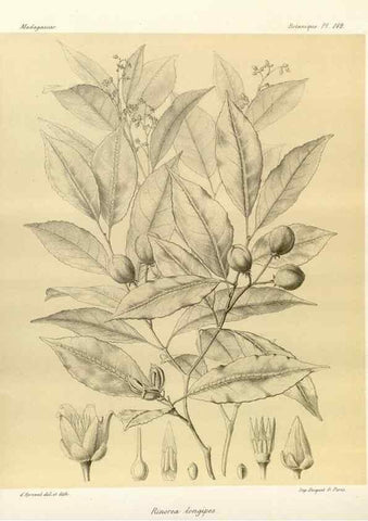 Reproducción/Reproduction 49785363398: Histoire physique, naturelle, et politique de Madagascar. Paris :Impr. nationale,1885-. 