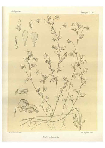 Reproducción/Reproduction 49785363728: Histoire physique, naturelle, et politique de Madagascar. Paris :Impr. nationale,1885-. 