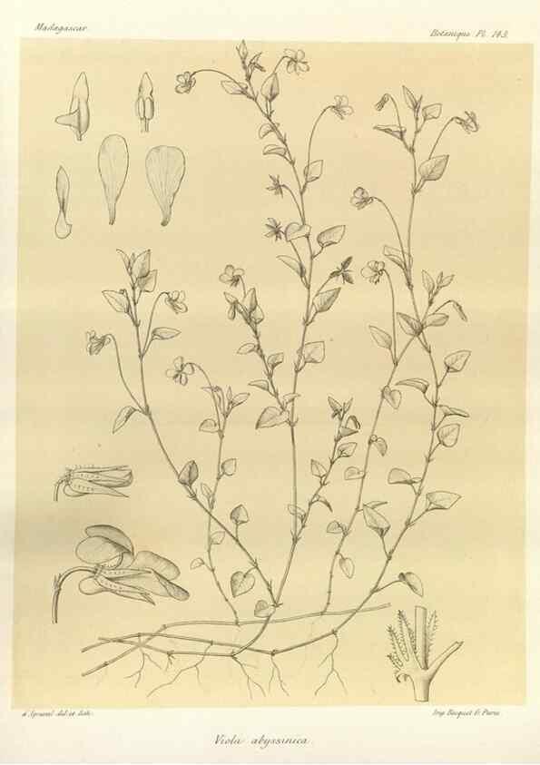 Reproducción/Reproduction 49785363728: Histoire physique, naturelle, et politique de Madagascar. Paris :Impr. nationale,1885-. 