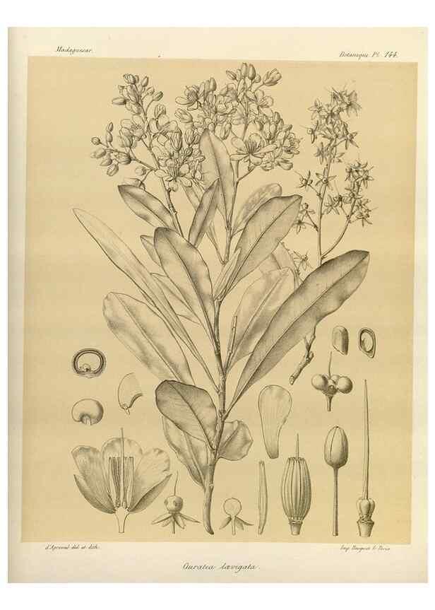 Reproducción/Reproduction 49786222982: Histoire physique, naturelle, et politique de Madagascar. Paris :Impr. nationale,1885-. 