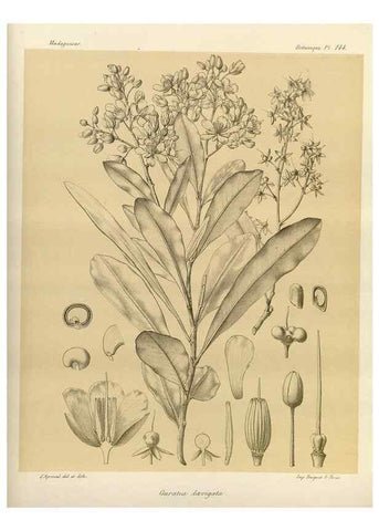 Reproducción/Reproduction 49786222982: Histoire physique, naturelle, et politique de Madagascar. Paris :Impr. nationale,1885-. 