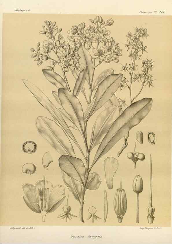 Reproducción/Reproduction 49786222982: Histoire physique, naturelle, et politique de Madagascar. Paris :Impr. nationale,1885-. 
