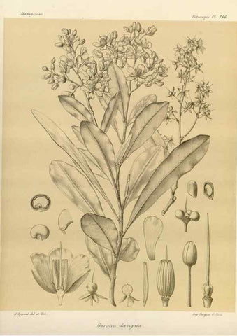 Reproducción/Reproduction 49786222982: Histoire physique, naturelle, et politique de Madagascar. Paris :Impr. nationale,1885-. 