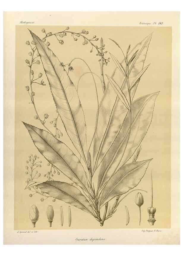 Reproducción/Reproduction 49786223252: Histoire physique, naturelle, et politique de Madagascar. Paris :Impr. nationale,1885-. 