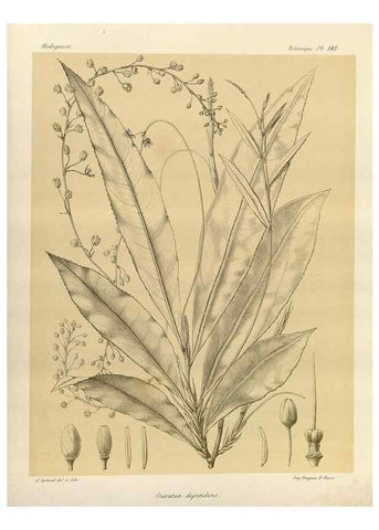 Reproducción/Reproduction 49786223252: Histoire physique, naturelle, et politique de Madagascar. Paris :Impr. nationale,1885-. 