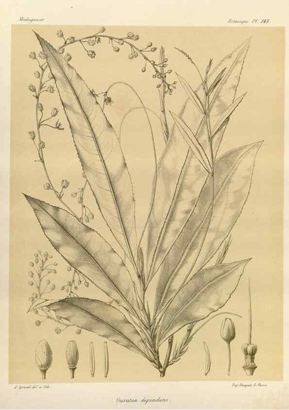 Reproducción/Reproduction 49786223252: Histoire physique, naturelle, et politique de Madagascar. Paris :Impr. nationale,1885-. 