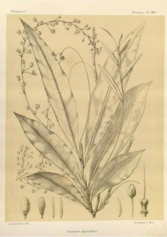 Reproducción/Reproduction 49786223252: Histoire physique, naturelle, et politique de Madagascar. Paris :Impr. nationale,1885-. 
