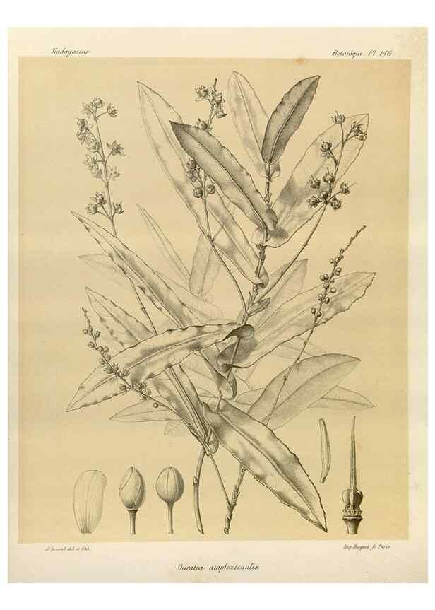 Reproducción/Reproduction 49785364558: Histoire physique, naturelle, et politique de Madagascar. Paris :Impr. nationale,1885-. 