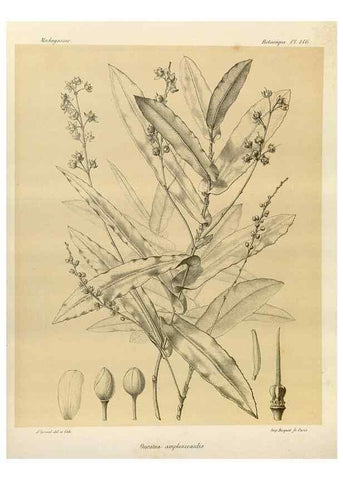 Reproducción/Reproduction 49785364558: Histoire physique, naturelle, et politique de Madagascar. Paris :Impr. nationale,1885-. 